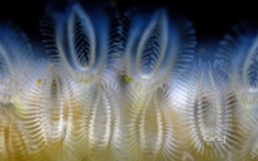 EctoproctBryozoan1920x120011-9-2011 12_07_01 PM Bing Desktop